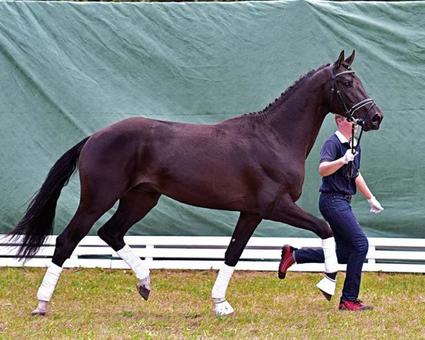 dressage horse Christo (Hanoverian, 2012, from Christ)