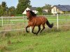 dressage horse Fetiche 3 (Pura Raza Espanola (PRE), 2007)