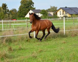 dressage horse Fetiche 3 (Pura Raza Espanola (PRE), 2007)