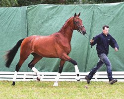 dressage horse Bombay Dream (Oldenburg, 2012, from Bretton Woods)