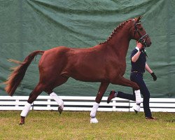 stallion Brilliant (Oldenburg, 2012, from Bretton Woods)