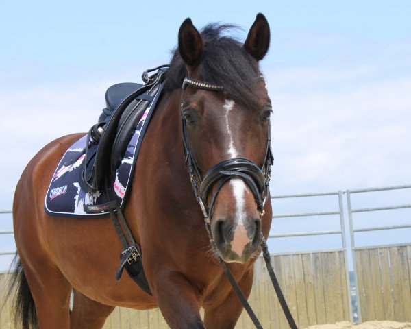 dressage horse Lampart 4 (Polish Warmblood, 2004, from Hiszpánski Rytm)