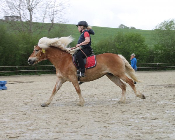 Pferd Stella (Haflinger, 2009)