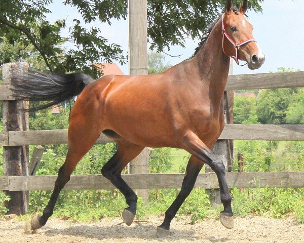 jumper Galilee (KWPN (Royal Dutch Sporthorse), 2011, from Arezzo VDL)