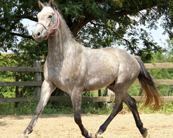 jumper Geneve (KWPN (Royal Dutch Sporthorse), 2011, from Quality Time)