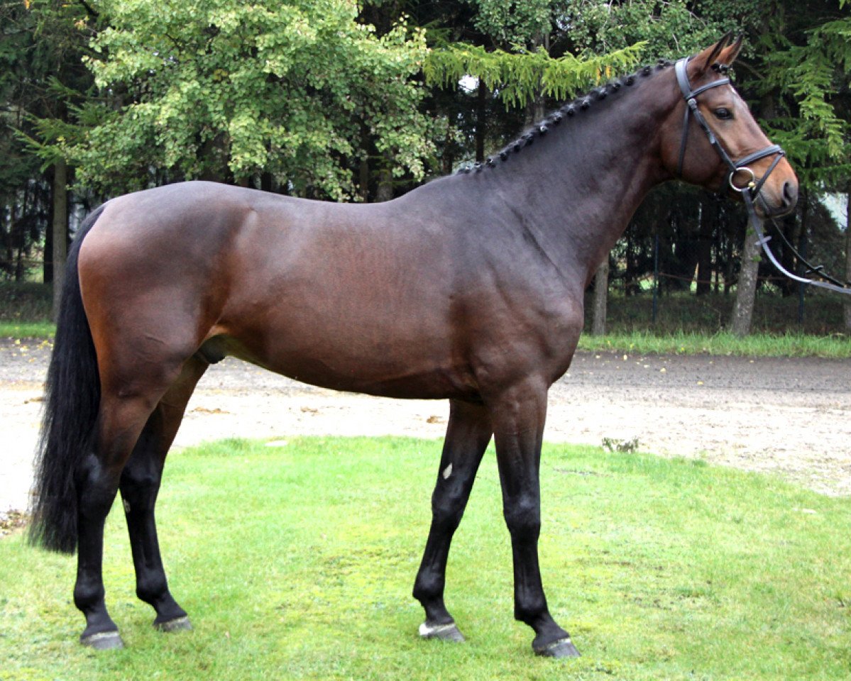 horse Next Generation PJ (Hanoverian, 2012, from Numero Uno)