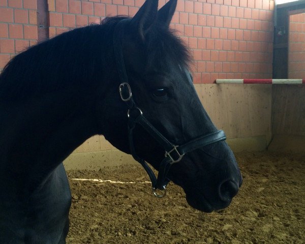 broodmare Herbstbirke (Trakehner, 1997, from Sixtus)