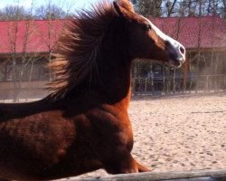 horse Butterfly (Arabian, 1998, from Branco ox)