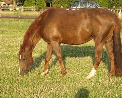 broodmare Montanja (KWPN (Royal Dutch Sporthorse), 1994, from Epilot)