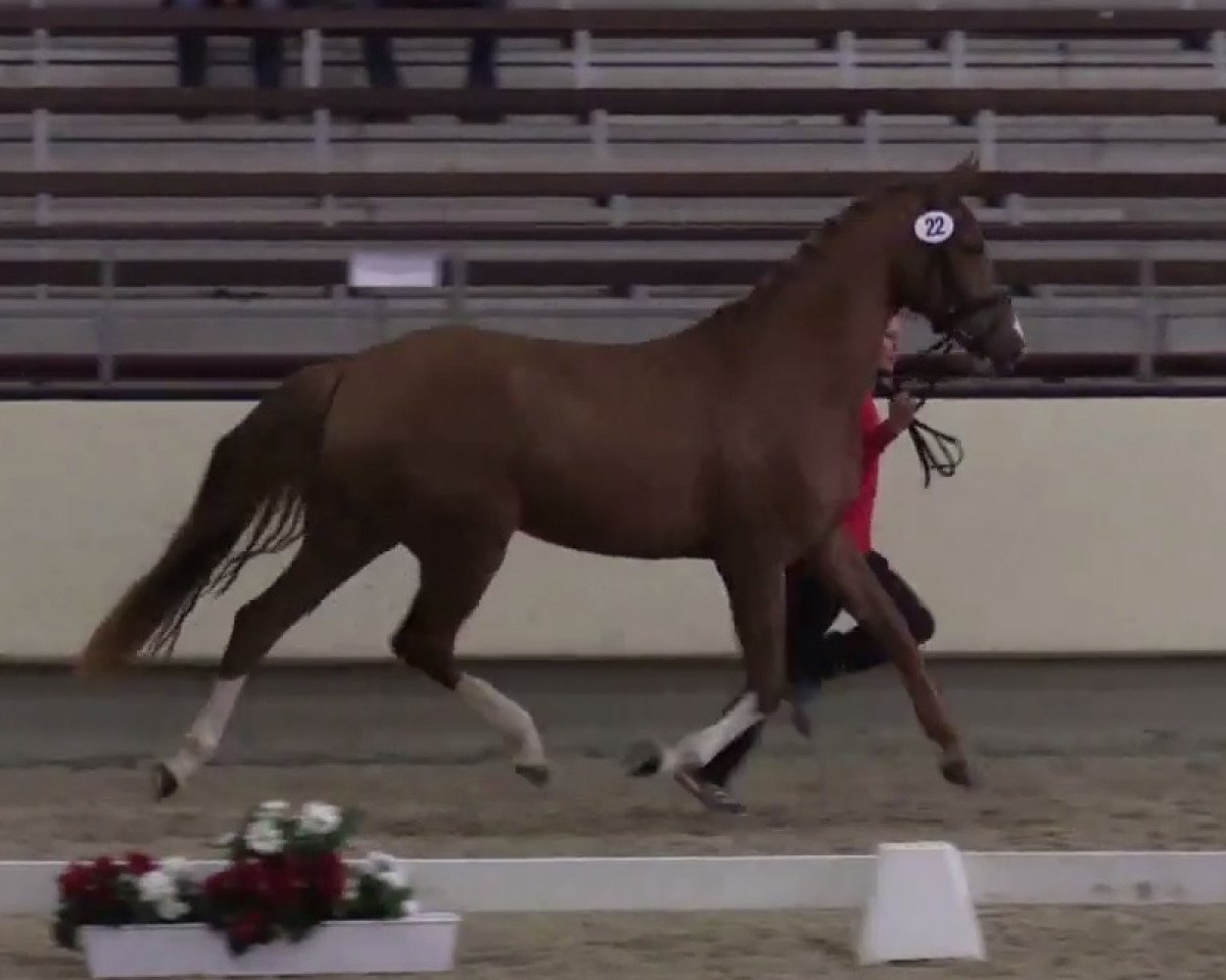 broodmare Bonta G.i.H. (Westphalian, 2012, from Balturo Fromecs)
