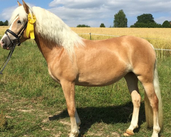 broodmare Amarula (Haflinger, 2012, from Atlantic)