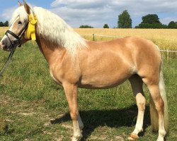 Zuchtstute Amarula (Haflinger, 2012, von Atlantic)