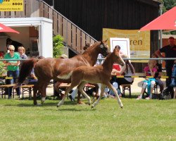 dressage horse Casanova (German Riding Pony, 2015, from Casino Royale K WE)