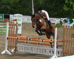 jumper Fort Nox (Oldenburg show jumper, 2008, from For Pleasure)