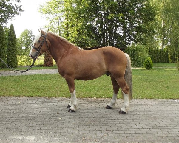 Pferd Boski (Polnisches Kaltblut, 2012)