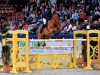 jumper Csarano D'Argilla Z (Zangersheide riding horse, 2004, from Coriano)