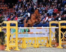 jumper Csarano D'Argilla Z (Zangersheide riding horse, 2004, from Coriano)