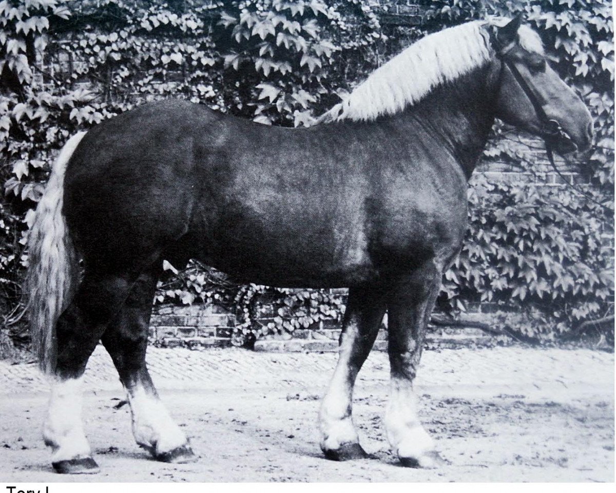 stallion Tory 1 (Westphalian Draughthorse, 1965, from Torol)