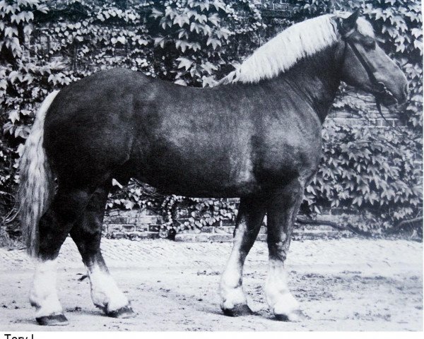 stallion Tory 1 (Westphalian Draughthorse, 1965, from Torol)