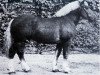 stallion Tory 1 (Westphalian Draughthorse, 1965, from Torol)