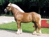 stallion Hubertus (Rhenish-German Cold-Blood, 1989, from Herzensbrecher)
