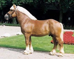 stallion Hubertus (Rhenish-German Cold-Blood, 1989, from Herzensbrecher)