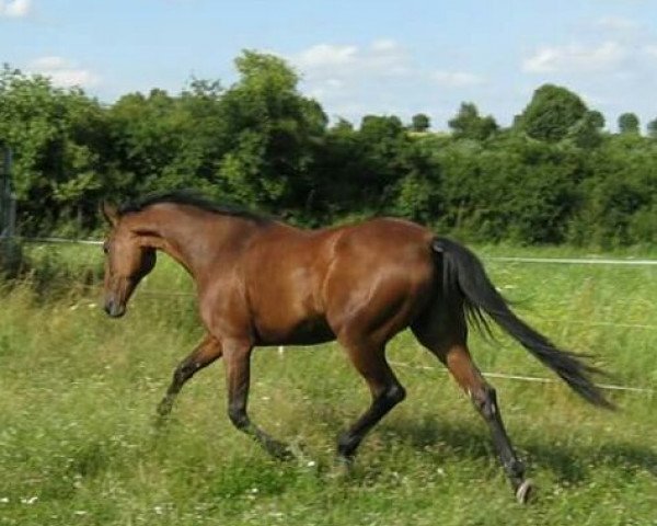 horse Udima (French Trotter, 1995, from Heros du Cadran (FR))