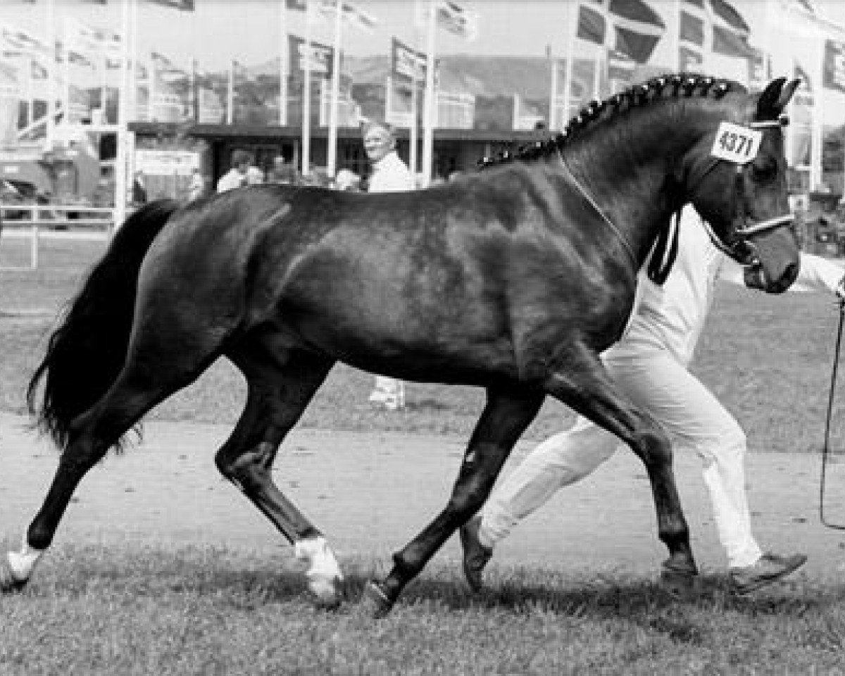 Deckhengst Horsemosens Sandro (New-Forest-Pony, 1980, von Wolferhoeve's Wendro)