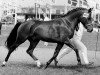 stallion Horsemosens Sandro (New Forest Pony, 1980, from Wolferhoeve's Wendro)