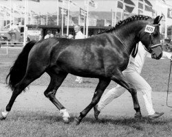 stallion Horsemosens Sandro (New Forest Pony, 1980, from Wolferhoeve's Wendro)