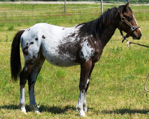 Pferd LS Ima Dida Sophia (Appaloosa, 2014)