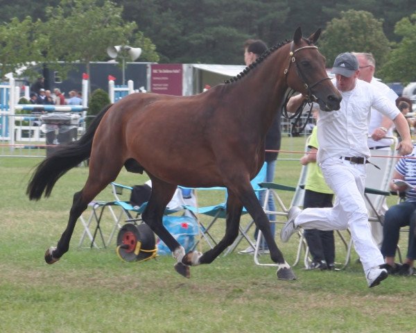 broodmare Brinckhoff’s Wild Rose (Nederlands Welsh Ridepony, 2005, from Orchard Boginov)