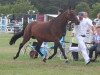 broodmare Brinckhoff’s Wild Rose (Nederlands Welsh Ridepony, 2005, from Orchard Boginov)