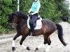 dressage horse Tom 311 (unknown, 1998)