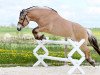 horse Torben (Fjord Horse, 2010, from Mr. Tveiten N.2591)