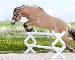 horse Torben (Fjord Horse, 2010, from Mr. Tveiten N.2591)