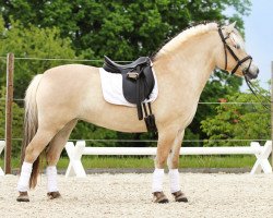 broodmare Laerva LGKS (Fjord Horse, 2011, from Valør Halsnæs)