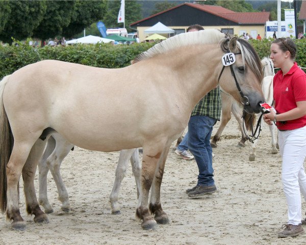 broodmare Lea (Fjord Horse, 2004, from Kvest Halsnæs)