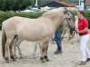 broodmare Lea (Fjord Horse, 2004, from Kvest Halsnæs)