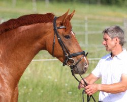 dressage horse Fourth Generation (Rhinelander, 2010, from Farewell III)