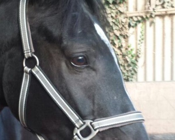 dressage horse Cambridge M (Württemberger, 2009, from Conteur)