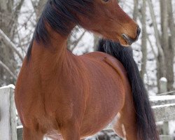 horse Hacienda ox (Arabian thoroughbred, 2002, from Shir Khan ox)