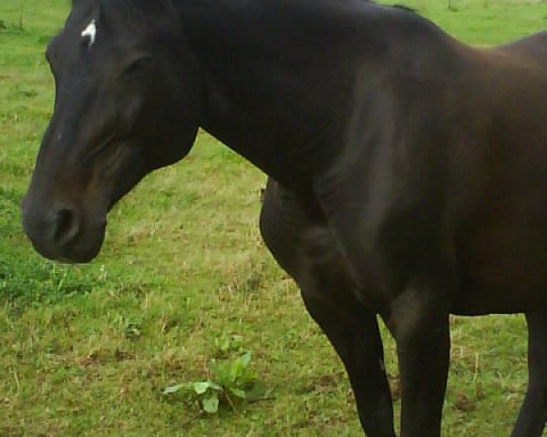 broodmare Contessa (Oldenburg, 1997, from Contender)