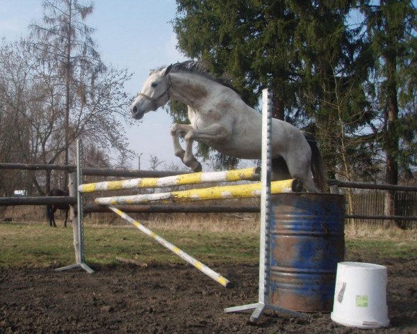 broodmare Sahibs' Shadab Jinntisar (Czech Warmblood, 2004, from Sahib Kubista)