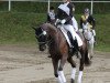 dressage horse Big Odonkor (German Riding Pony, 2009, from Offshore Energy R)