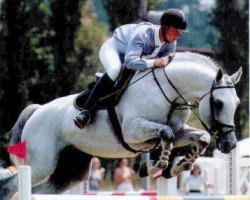 stallion Sahib Kubista (Czech Warmblood, 1990, from Sahib-5)