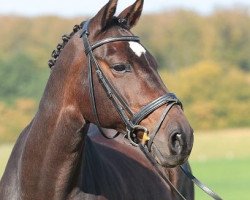 jumper Carismo's Boy (Hanoverian, 1999, from Carismo II 123 FIN)