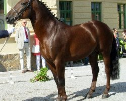 stallion Przedswit Lionel (Czech Warmblood, 2004, from 90 Przedswit X)