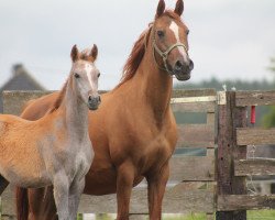 broodmare EL `S` Kamree (Arabian thoroughbred, 2015, from El Sadeek Ibn Maysoun ox)