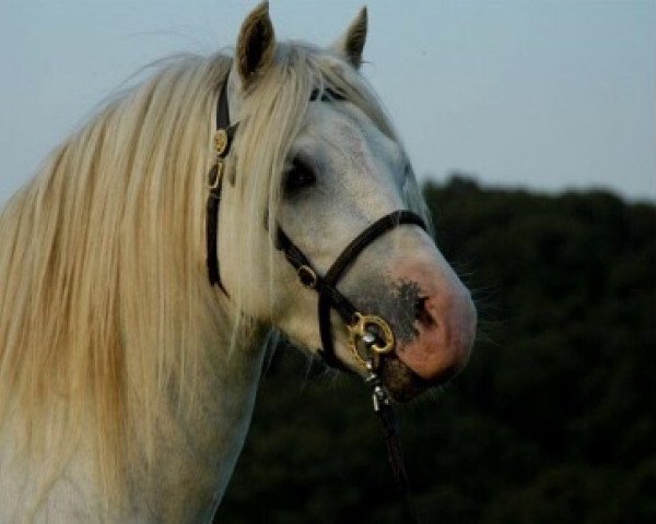 stallion Sadiqui Jovi Baron (Welsh mountain pony (SEK.A), 2001, from Three-B-Barrog)